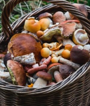 На-Волині-поліція-знайшла-грибника,-якому-стало-зле-у-лісі На-Волині-поліція-знайшла-грибника,-якому-стало-зле-у-лісі