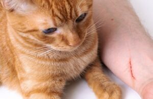 У львівській лікарні від сказу померла мешканка Волині У-львівській-лікарні-від-сказу-померла-мешканка-Волині