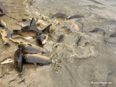 У Нововолинське озеро запустили майже пів тонни риби У-Нововолинське-озеро-запустили-майже-пів-тонни-риби