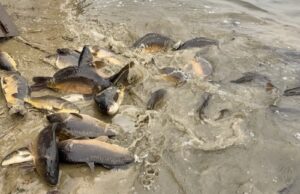 У Нововолинське озеро запустили майже пів тонни риби У-Нововолинське-озеро-запустили-майже-пів-тонни-риби