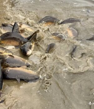 У-Нововолинське-озеро-запустили-майже-пів-тонни-риби