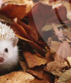 Якою-буде-погода-в-Луцьку-та-на-Волині-у-четвер,-13-листопада