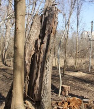 У-луцькому-парку-зріжуть-аварійні-дерева