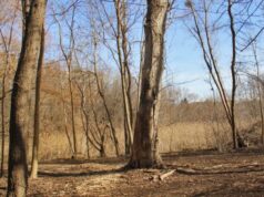 У центральному парку Луцька зрізатимуть дерева: назвали причину У-центральному-парку-Луцька-зрізатимуть-дерева:-назвали-причину