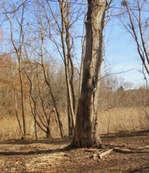 У-центральному-парку-Луцька-зрізатимуть-дерева:-назвали-причину У-центральному-парку-Луцька-зрізатимуть-дерева:-назвали-причину