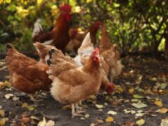 Грип птиці: шляхи передачі, клінічні ознаки та алгоритм дій при виявленні, превентивні заходи Грип-птиці:-шляхи-передачі,-клінічні-ознаки-та-алгоритм-дій-при-виявленні,-превентивні-заходи