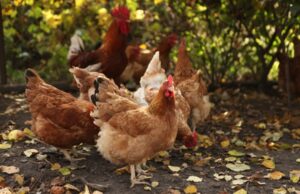 Грип птиці: шляхи передачі, клінічні ознаки та алгоритм дій при виявленні, превентивні заходи Грип-птиці:-шляхи-передачі,-клінічні-ознаки-та-алгоритм-дій-при-виявленні,-превентивні-заходи