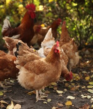 Грип-птиці:-шляхи-передачі,-клінічні-ознаки-та-алгоритм-дій-при-виявленні,-превентивні-заходи