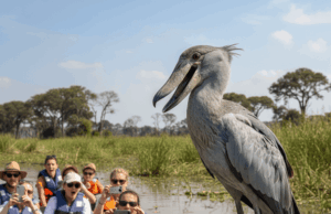 Здатний відрізати голови крокодилам: птах, схожий на динозавра, шокував туристів Здатний-відрізати-голови-крокодилам:-птах,-схожий-на динозавра,-шокував-туристів