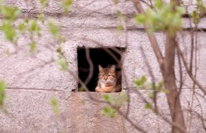 У США коти роками зникали у таємній кімнаті будинку, про яку власниця навіть не знала У-США-коти-роками-зникали-у-таємній-кімнаті-будинку,-про-яку-власниця-навіть-не-знала