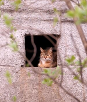 У-США-коти-роками-зникали-у-таємній-кімнаті-будинку,-про-яку-власниця-навіть-не-знала У-США-коти-роками-зникали-у-таємній-кімнаті-будинку,-про-яку-власниця-навіть-не-знала