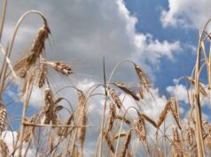 572 волинські агропідприємства одержали банківські кредити на розвиток справи. 572-волинські-агропідприємства-одержали-банківські-кредити-на-розвиток-справи.