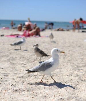 Що-найкраще-допомагає-відлякати-настирливих-чайок:-вчені-розкрили-дієвий-метод Що-найкраще-допомагає-відлякати-настирливих-чайок:-вчені-розкрили-дієвий-метод