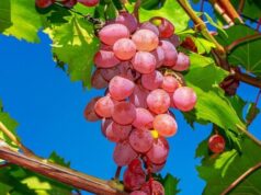 Чим та як обробити виноград, щоб він пережив зиму Чим-та-як-обробити-виноград,-щоб-він-пережив-зиму