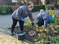 У луцькому зоопарку висадять понад 2 тисячі тюльпанів У-луцькому-зоопарку-висадять-понад-2-тисячі-тюльпанів