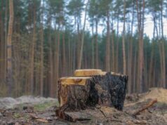 Через три зрізані сосни волинянин залишиться без автівки і заплатить штраф Через-три-зрізані-сосни-волинянин-залишиться-без-автівки-і-заплатить-штраф