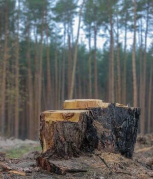 Через-три-зрізані-сосни-волинянин-залишиться-без-автівки-і-заплатить-штраф Через-три-зрізані-сосни-волинянин-залишиться-без-автівки-і-заплатить-штраф