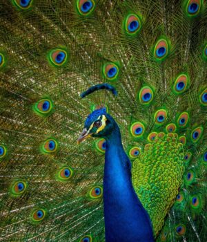 15-листопада:-свята,-події,-факти.-Всесвітній-день-павича-та-День-ресторану 15-листопада:-свята,-події,-факти.-Всесвітній-день-павича-та-День-ресторану