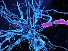 Вчені виявили спосіб приборкати тривожність, впливаючи на нейрони мозку Вчені-виявили-спосіб-приборкати-тривожність,-впливаючи-на-нейрони-мозку