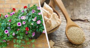 На зиму в петунії вношу склянку добрива: це підживлення є на кожній кухні На-зиму-в-петунії-вношу-склянку-добрива:-це-підживлення-є-на-кожній-кухні