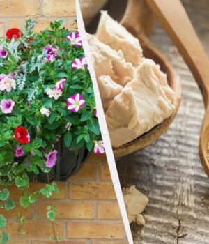 На-зиму-в-петунії-вношу-склянку-добрива:-це-підживлення-є-на-кожній-кухні На-зиму-в-петунії-вношу-склянку-добрива:-це-підживлення-є-на-кожній-кухні