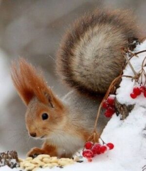 Чи-можлива-цього-року-рання-зима-на-Волині:-що-каже-синоптикиня Чи-можлива-цього-року-рання-зима-на-Волині:-що-каже-синоптикиня