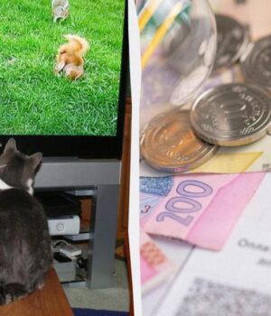 5-налаштувань-телевізора,-здатних-скоротити-споживання-електроенергії-без-втрати-якості 5-налаштувань-телевізора,-здатних-скоротити-споживання-електроенергії-без-втрати-якості