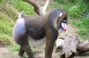 Живе у величезних зграях і має гострі зуби: ця мавпа є найбільшою у світі Живе-у-величезних-зграях-і-має-гострі-зуби:-ця-мавпа-є-найбільшою-у-світі