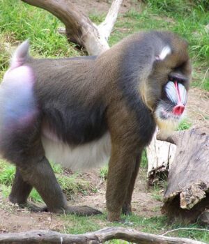 Живе-у-величезних-зграях-і-має-гострі-зуби:-ця-мавпа-є-найбільшою-у-світі Живе-у-величезних-зграях-і-має-гострі-зуби:-ця-мавпа-є-найбільшою-у-світі