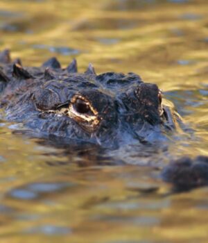 У-Бразилії-виявили-рештки-крокодила,-який-жив-ще-до-появи-динозаврів У-Бразилії-виявили-рештки-крокодила,-який-жив-ще-до-появи-динозаврів