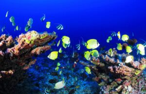 Не тільки фугу: названо топ-6 найотруйніших рибу у світі Не-тільки-фугу:-названо-топ-6-найотруйніших-рибу-у-світі