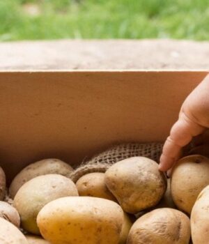 В-Україні-почали-знижуватися-ціни-на-картоплю В-Україні-почали-знижуватися-ціни-на-картоплю