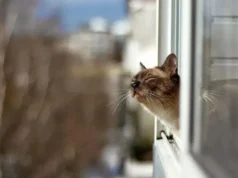 Україну накриє хмарність: де очікувати дощів у неділю Україну-накриє-хмарність:-де-очікувати-дощів-у-неділю