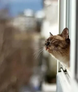 Україну-накриє-хмарність:-де-очікувати-дощів-у-неділю Україну-накриє-хмарність:-де-очікувати-дощів-у-неділю