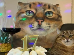 Легендарний кіт-блогер Степан святкує 17-річчя Легендарний-кіт-блогер-Степан-святкує-17-річчя