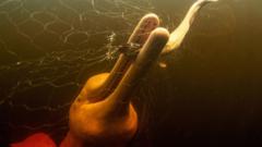 Містичні рожеві дельфіни – вперше в обʼєктиві фотографа Містичні-рожеві-дельфіни-–-вперше-в-обʼєктиві-фотографа