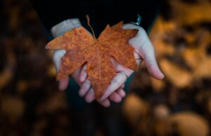 17 листопада в Україні буде тепло, попереду – похолодання 17-листопада-в-Україні-буде-тепло,-попереду-–-похолодання