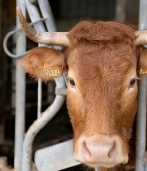 На Львівщині-чоловік-вбив-подружжя-через-борг-за корову На Львівщині-чоловік-вбив-подружжя-через-борг-за корову