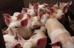 На Волині зросли ціни на поросята: скільки тепер коштують На-Волині-зросли-ціни-на-поросята:-скільки-тепер-коштують