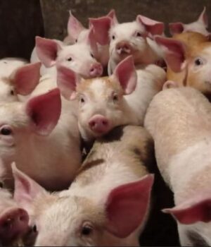 На-Волині-зросли-ціни-на-поросята:-скільки-тепер-коштують На-Волині-зросли-ціни-на-поросята:-скільки-тепер-коштують