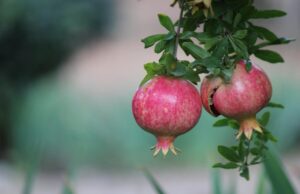 Виростити гранатове дерево можна в себе вдома: експерти з садівництва розповіли, як саме Виростити-гранатове-дерево-можна-в-себе-вдома:-експерти-з-садівництва-розповіли,-як-саме