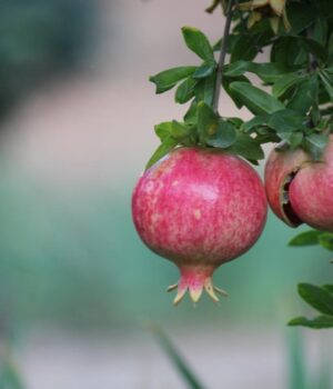 Виростити-гранатове-дерево-можна-в-себе-вдома:-експерти-з-садівництва-розповіли,-як-саме Виростити-гранатове-дерево-можна-в-себе-вдома:-експерти-з-садівництва-розповіли,-як-саме