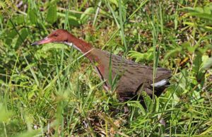 Цей птах вимер і знову з’явився: біолог розповів, як це можливо Цей-птах-вимер-і-знову-з’явився:-біолог-розповів,-як-це-можливо