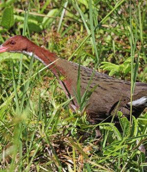 Цей-птах-вимер-і-знову-з’явився:-біолог-розповів,-як-це-можливо Цей-птах-вимер-і-знову-з’явився:-біолог-розповів,-як-це-можливо