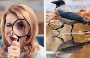 Треба знайти 3 відмінності за 12 секунд: напрочуд простий тест для перевірки IQ Треба-знайти-3-відмінності-за-12-секунд:-напрочуд-простий-тест-для-перевірки-iq