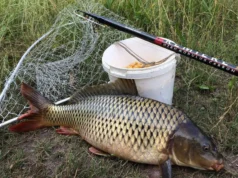 Канівське водосховище вперше зарибили за кошти риболовецьких аукціонів Канівське водосховище вперше зарибили за кошти риболовецьких аукціонів
