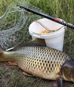 1_extra_extra_large.webp Канівське водосховище вперше зарибили за кошти риболовецьких аукціонів