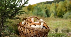 “Тихе полювання” з ризиком: де в Україні заборонено збирати гриби і який штраф “Тихе-полювання”-з-ризиком:-де-в-Україні-заборонено-збирати-гриби-і-який-штраф