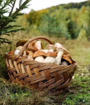 “Тихе-полювання”-з-ризиком:-де-в-Україні-заборонено-збирати-гриби-і-який-штраф “Тихе-полювання”-з-ризиком:-де-в-Україні-заборонено-збирати-гриби-і-який-штраф