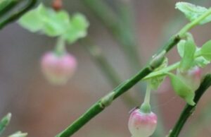 У нацпарку на Волині зафіксували аномальне цвітіння чорниці У-нацпарку-на-Волині-зафіксували-аномальне-цвітіння-чорниці